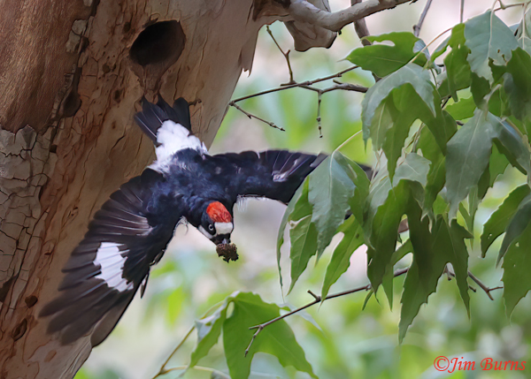 Acorn Woodpecker male removing fecal sac from nest--0829