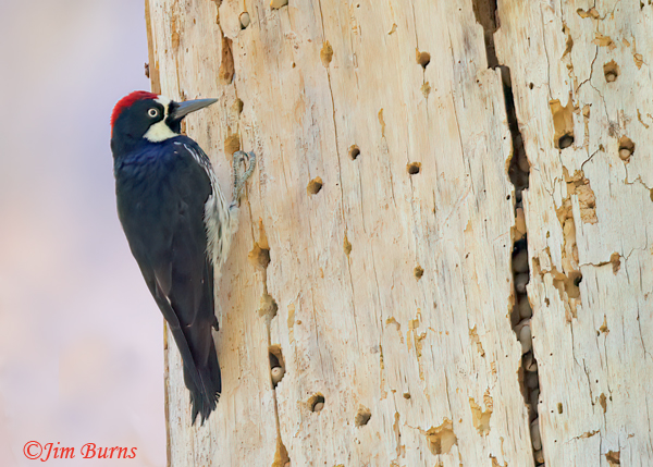 Acorn Woodpecker male working at granary--1318