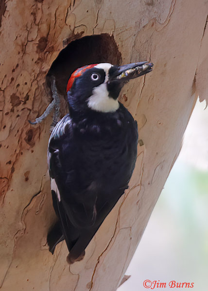 Acorn Woodpecker subadult male with insects, community feeding at nest--1419