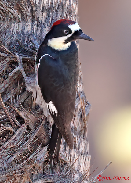 Acorn Woodpecker subadult male on Fan Palm(!) in Papago Park--2860