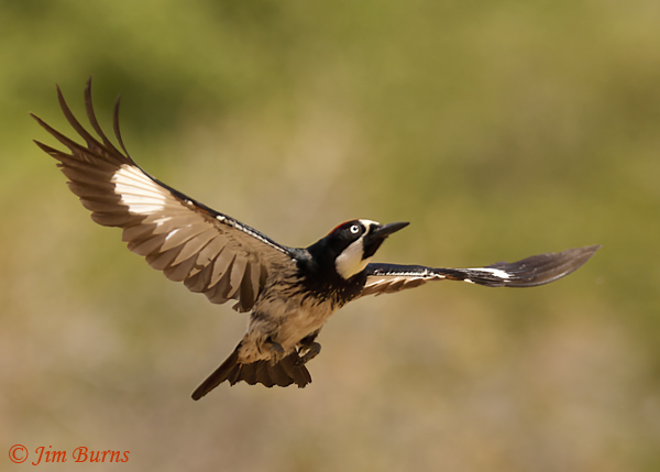 Acorn Woodpecker