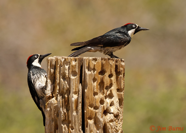 Acorn Woodpecker