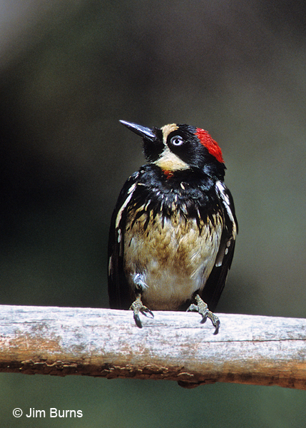 Acorn Woodpecker