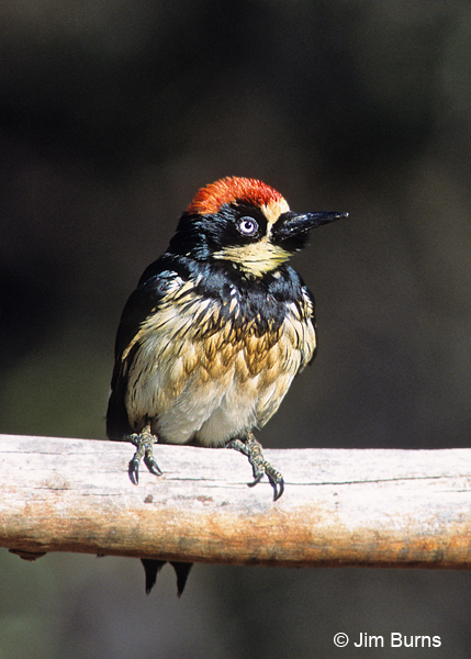 Acorn Woodpecker juvenile male