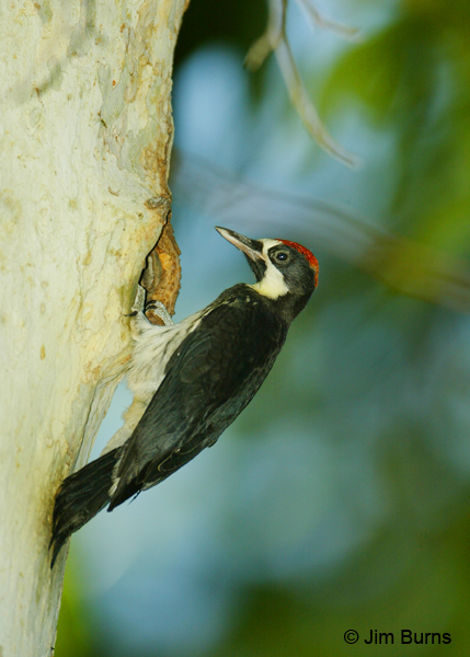 Acorn Woodpecker male at sycamore hole