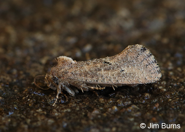 Acrolophus cockerelli, Arizona