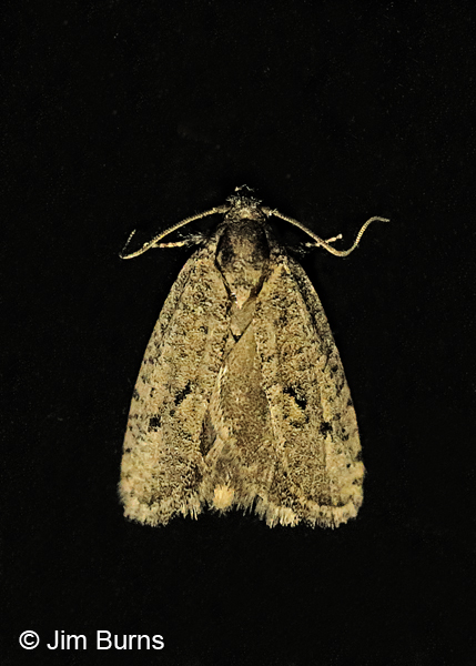 Acrolophus cockerelli dorsal view, Arizona