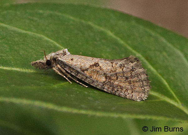 Acrolophus piger, Arizona