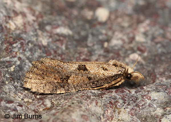 Acrolophus variabilis, Arizona