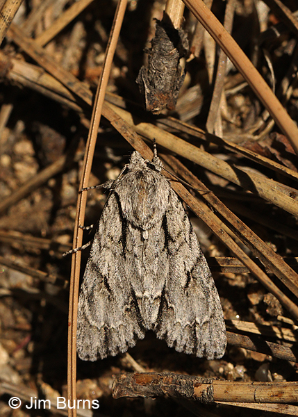 Acronicta thoracica, Pinal Peak,, Arizona