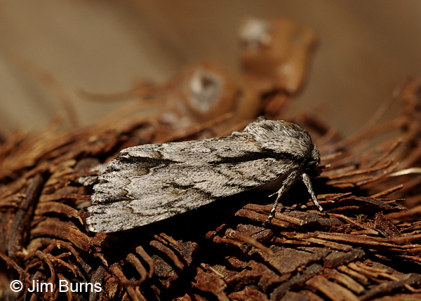 Acronicta thoracica on pine cone, Arizona