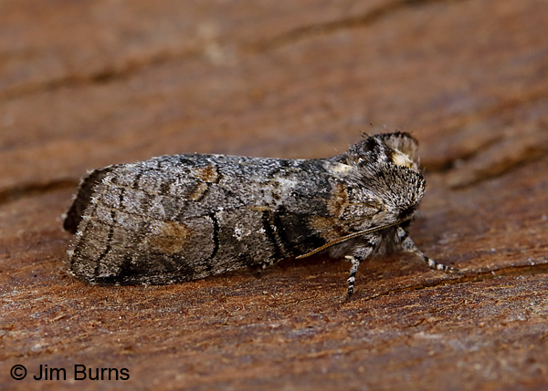 Afilia oslari, Arizona on wood--0555