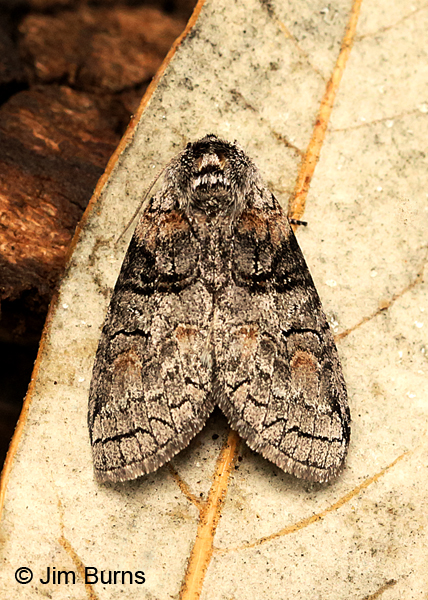 Afilia oslari, Arizona