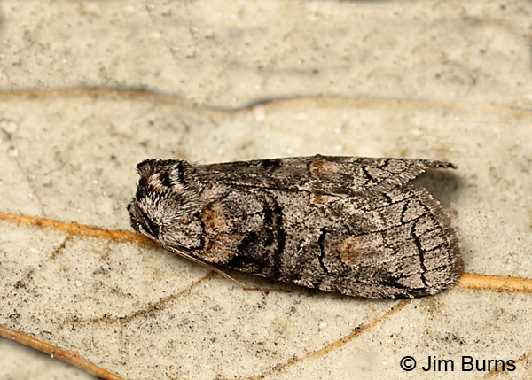 Afilia oslari dorsolateral view, Arizona