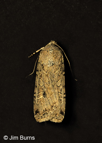 Agrochola purpurea, Arizona