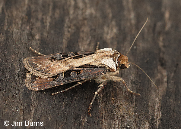 Agrotis vancouverensis, Arizona