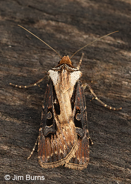 Agrotis vancouverensis dorsal view, Arizona