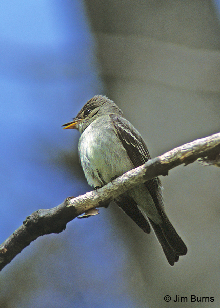 Alder Flycatcher lower mandible