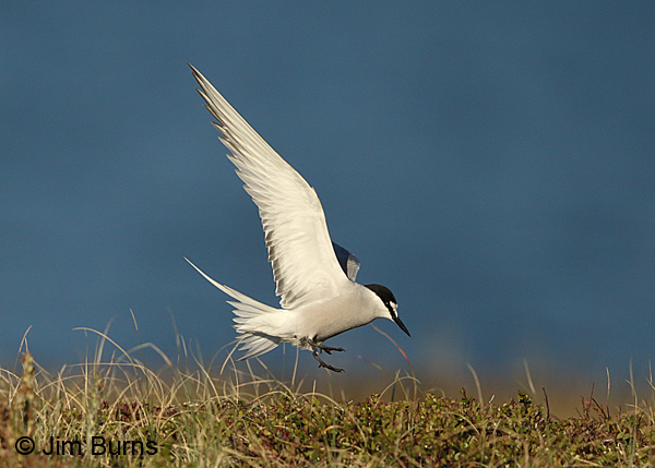 Aleutian Tern landing gear down