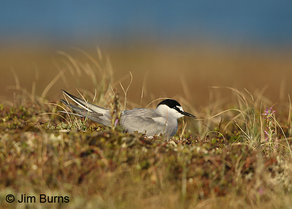 Aleutian Tern on nest