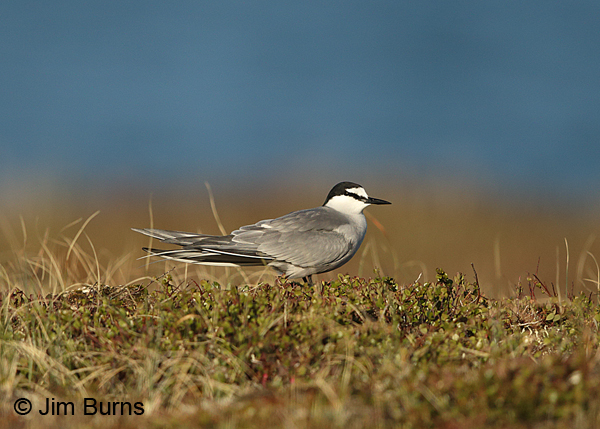 Aleutian Tern on tundra