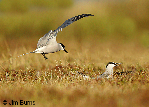 Aleutian Terns at nest