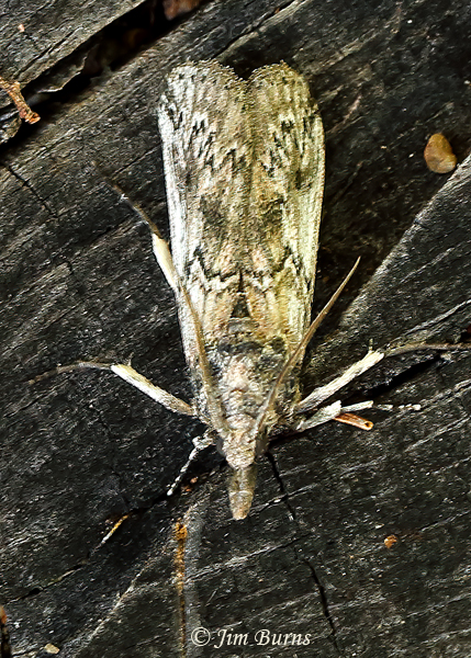 Alpheias transferrens dorsal view, Arizona--7754
