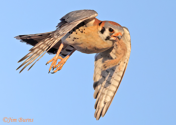 American Kestrel with Round-tailed Ground Squirrel--0092
