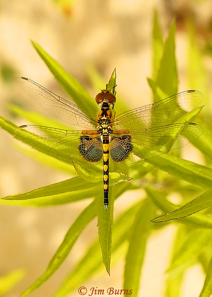 Amanda's Pennant male dorsal view, Marion Co. FL, July 2019--4359