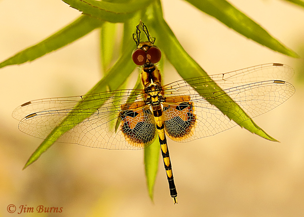Amanda's Pennant male dorsal view, Lake Co. FL, July 2019--4363