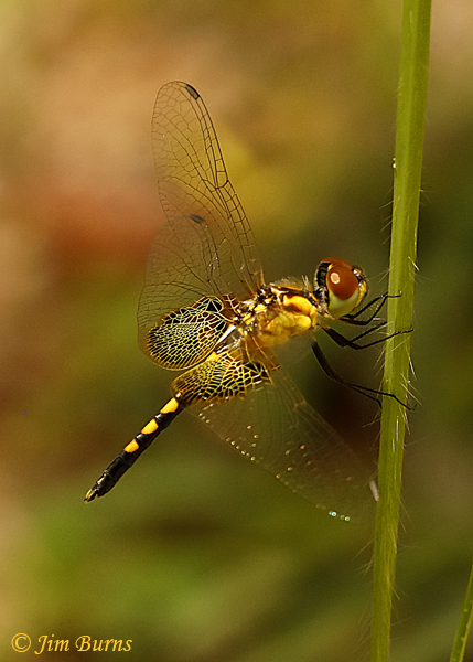 Amanda's Pennant male, Lake Co. FL, July 2019--707