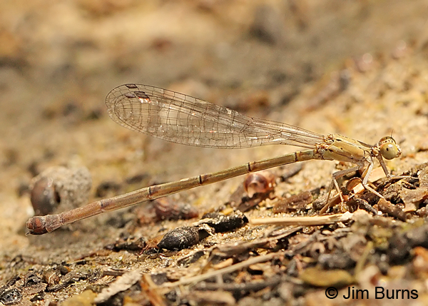 Amelia's Threadtail female, Hidalgo Co., TX, October 2013