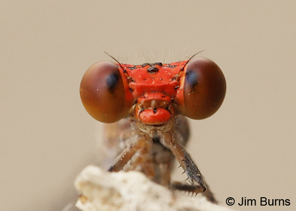 Amelia's Threadtail male face shot, Hidalgo Co., TX, October 2013