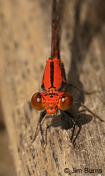Amelia's Threadtail male top shot, Hidalgo Co., TX, October 2013