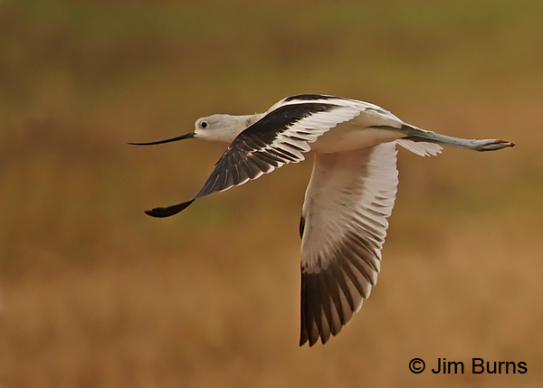 American Avocet (winter) in flight