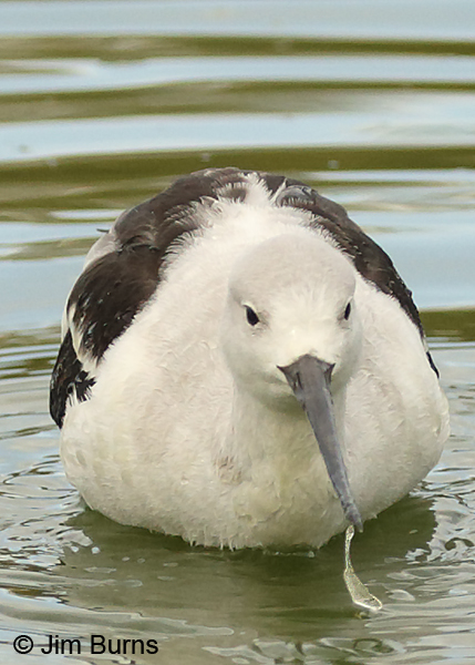 American Avocet (winter) with amphipod prey close-up