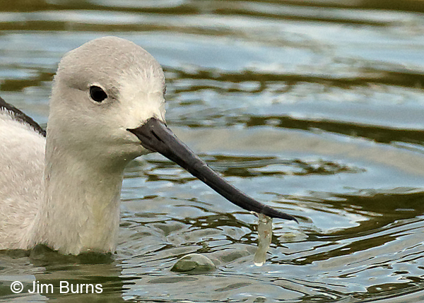 American Avocet (winter) with amphipod prey close-up #2