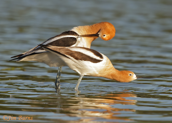 American Avocet pair, precopulatory ritual--9127