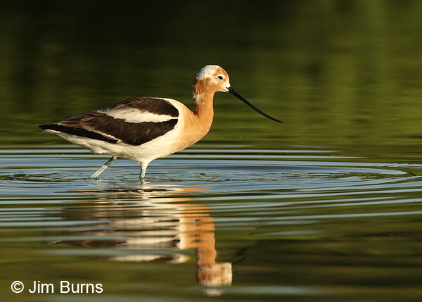 American Avocet leucistic male