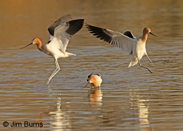 American Avocet negotiation