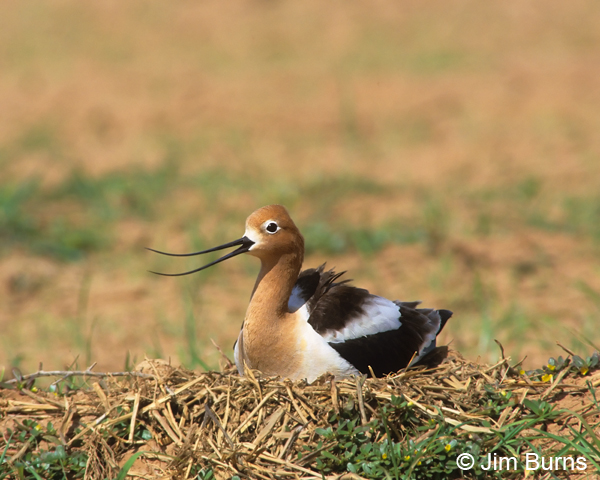 American Avocet on nest