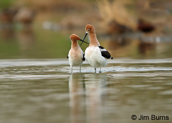 American Avocet pair, crossed bills #2