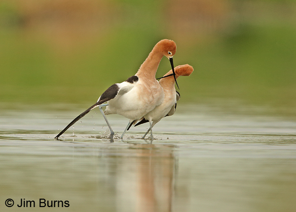 American Avocet pair, crossed bills