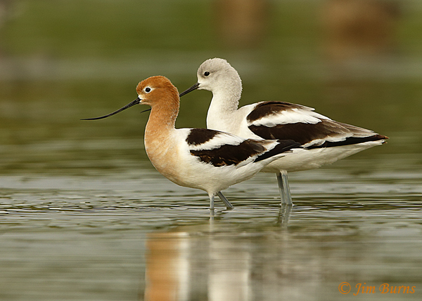 American Avocet pair, female on left, larger male on right in non-breeding plumage