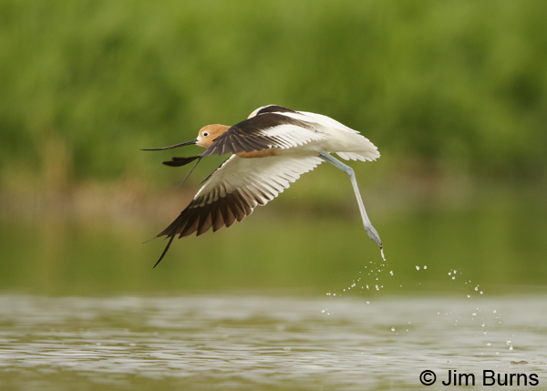 American Avocet taking wing