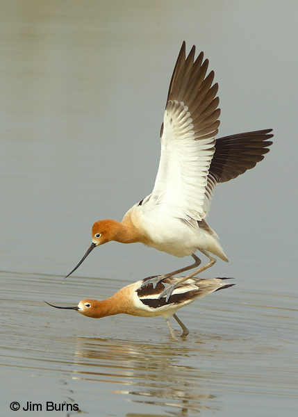 American Avocets copulating