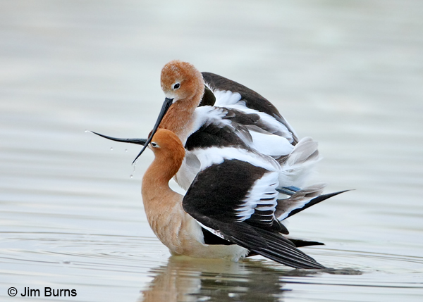 American Avocets postcopulatory dance, protective wing mantling