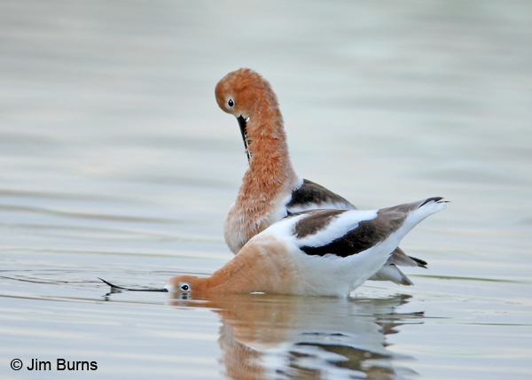 American Avocets precopulatory ritual