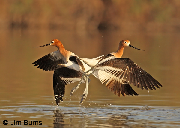 American Avocet squabbling