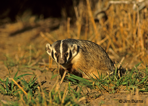 American Badger at sunrise